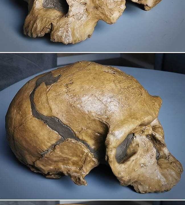 Moulage de Homo sapiens