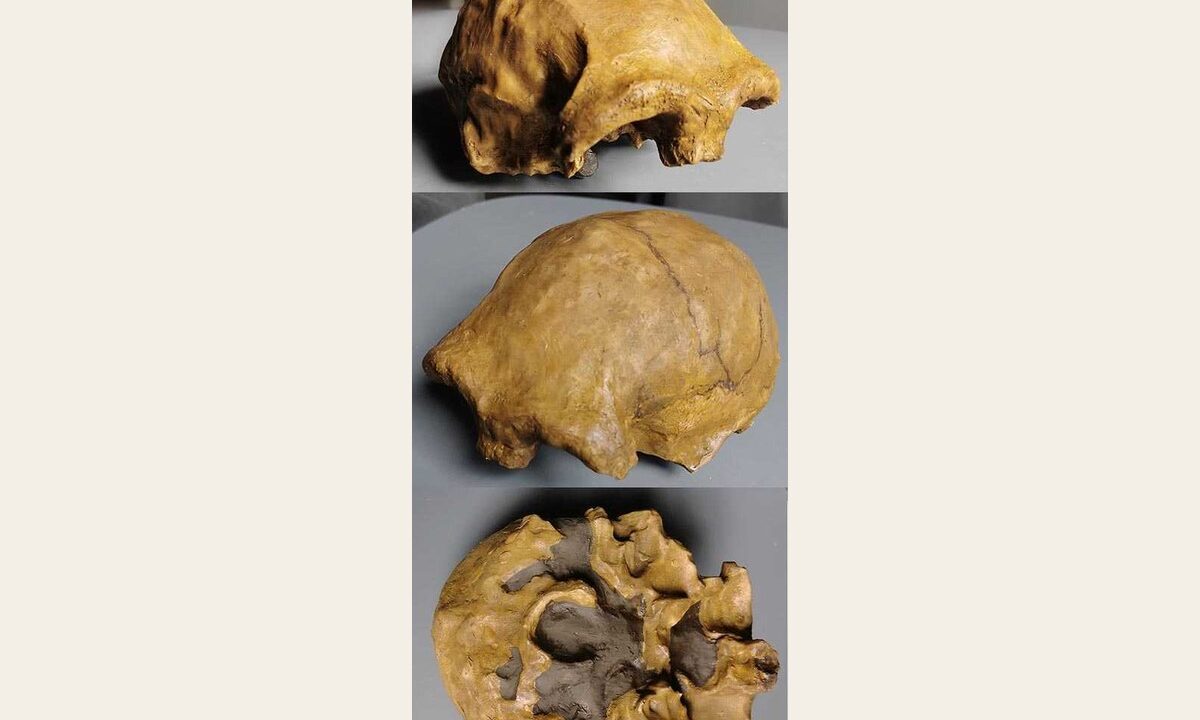 Moulage de Homo Erectus Georgicus 1