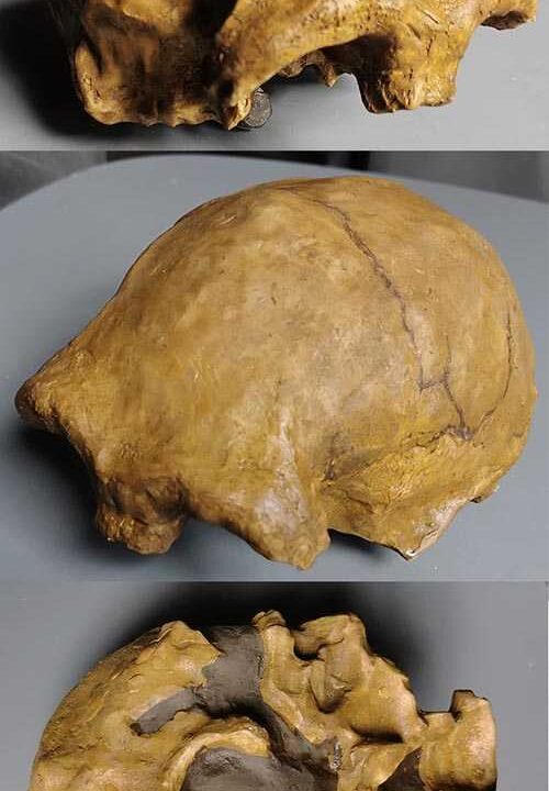 Moulage de Homo Erectus Georgicus 1