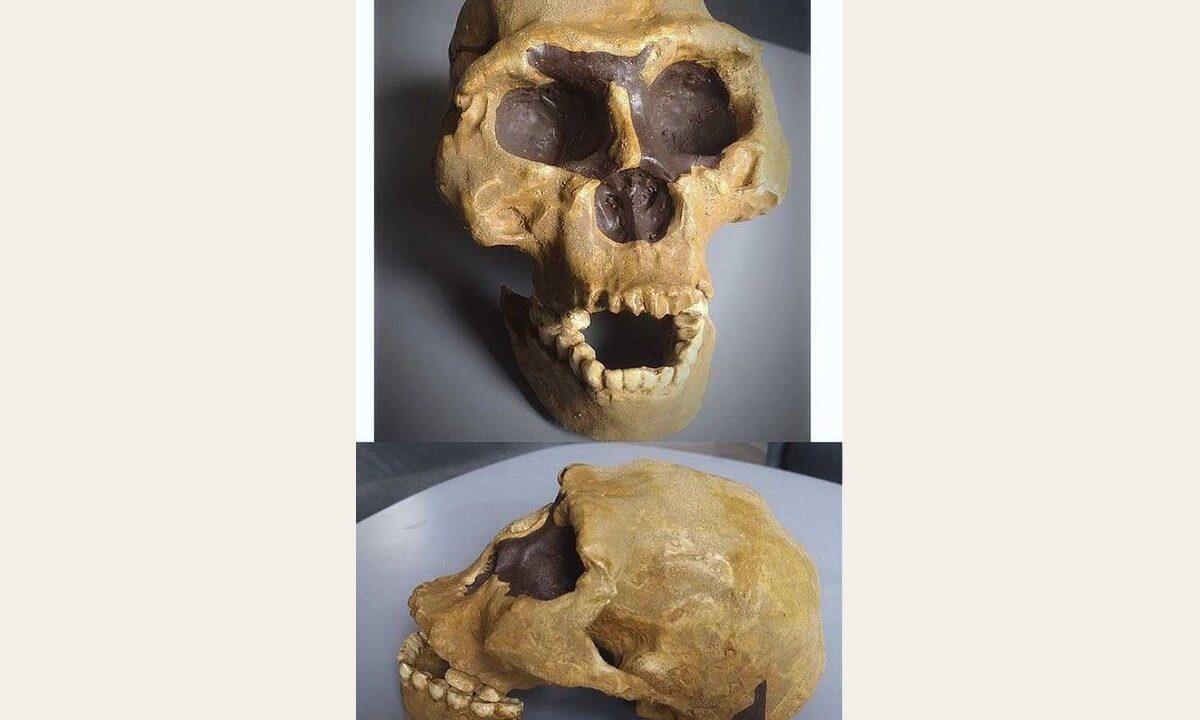 Moulage de Homo Erectus Georgicus 2