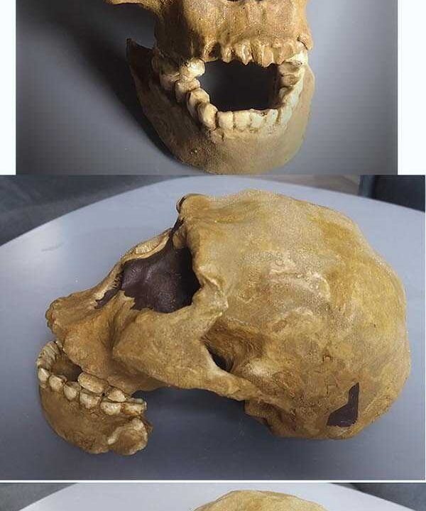 Moulage de Homo Erectus Georgicus 2