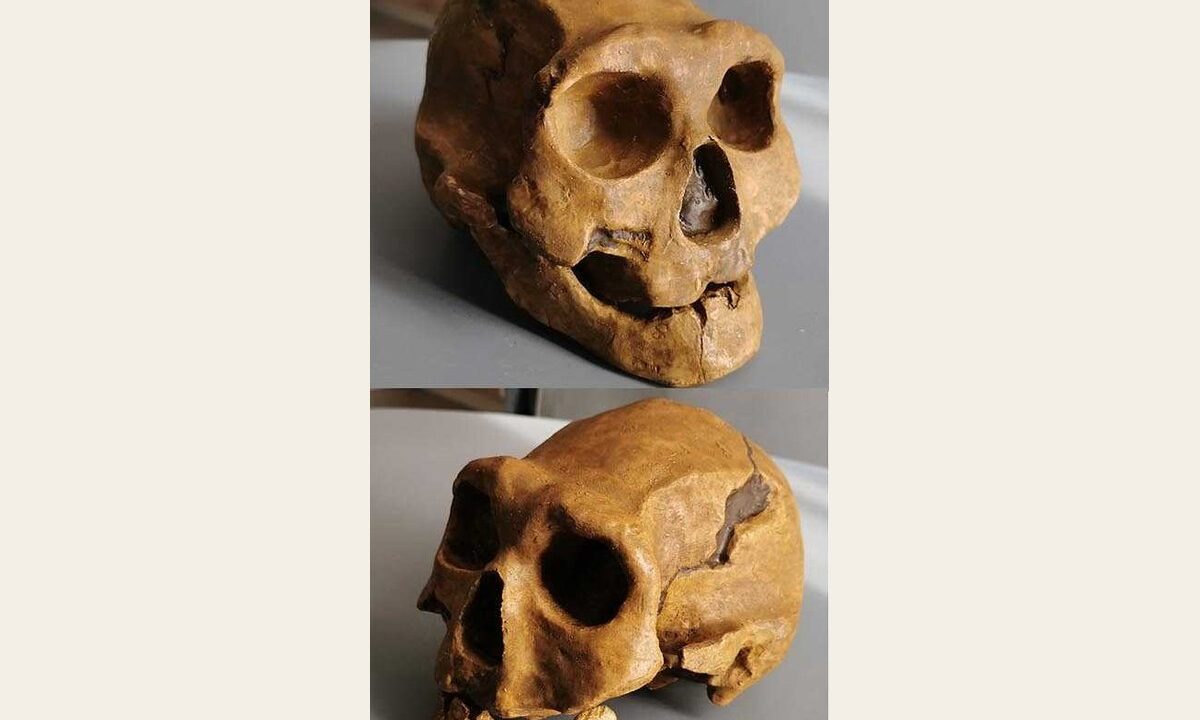 Moulage de Homo Erectus Georgicus 4