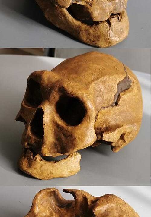 Moulage de Homo Erectus Georgicus 4