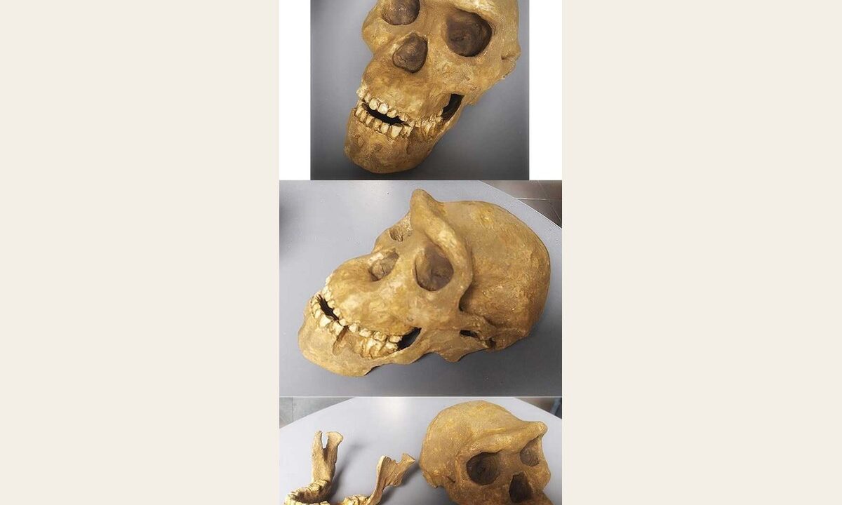 Moulage de Homo Erectus Georgicus 5