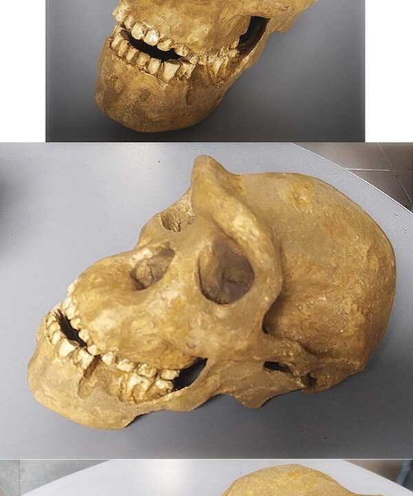 Moulage de Homo Erectus Georgicus 5