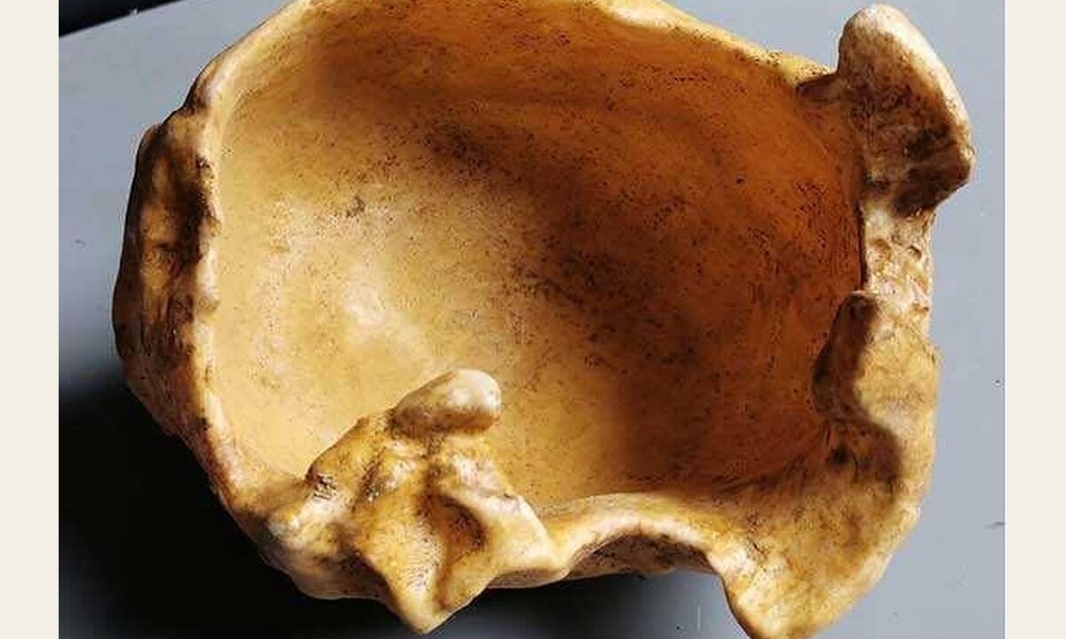 Moulage de Pré Neandertal Ehringsdorf