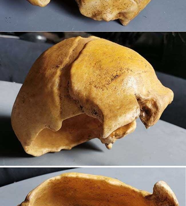Moulage de Pré Neandertal Ehringsdorf