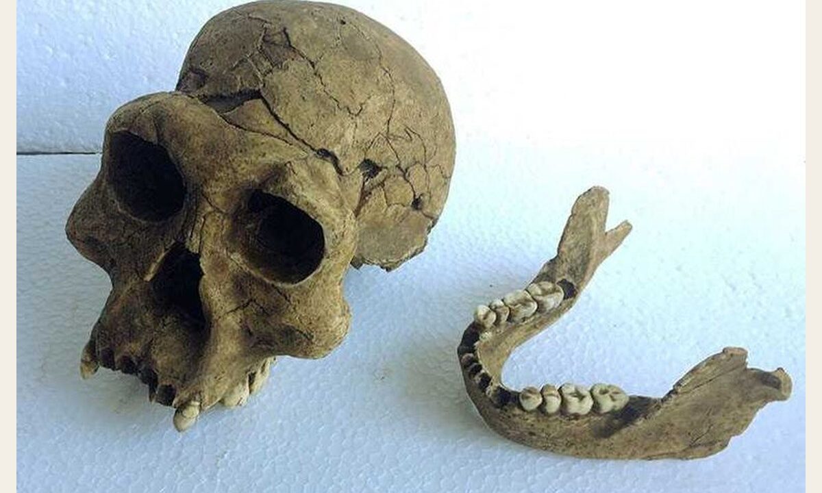 Moulage de Homo Erectus Georgicus 3