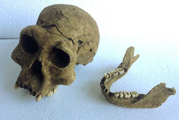 Moulage de Homo Erectus Georgicus 3