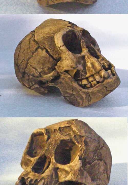 Moulage de Homo floresiensis