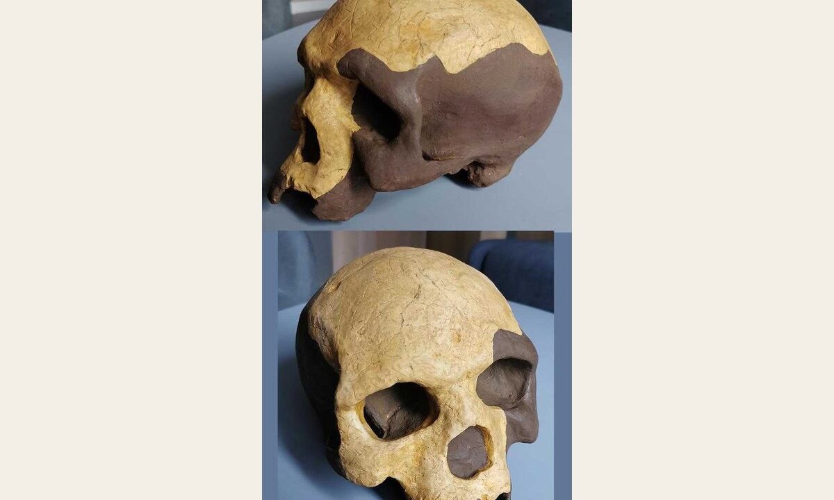 Moulage de Homo sapiens