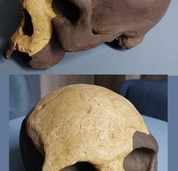 Moulage de Homo sapiens