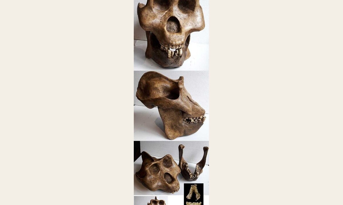 Moulage de Gigantopithecus blacki reconstruction