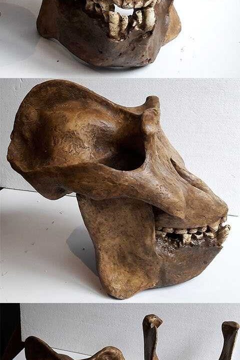 Moulage de Gigantopithecus blacki reconstruction