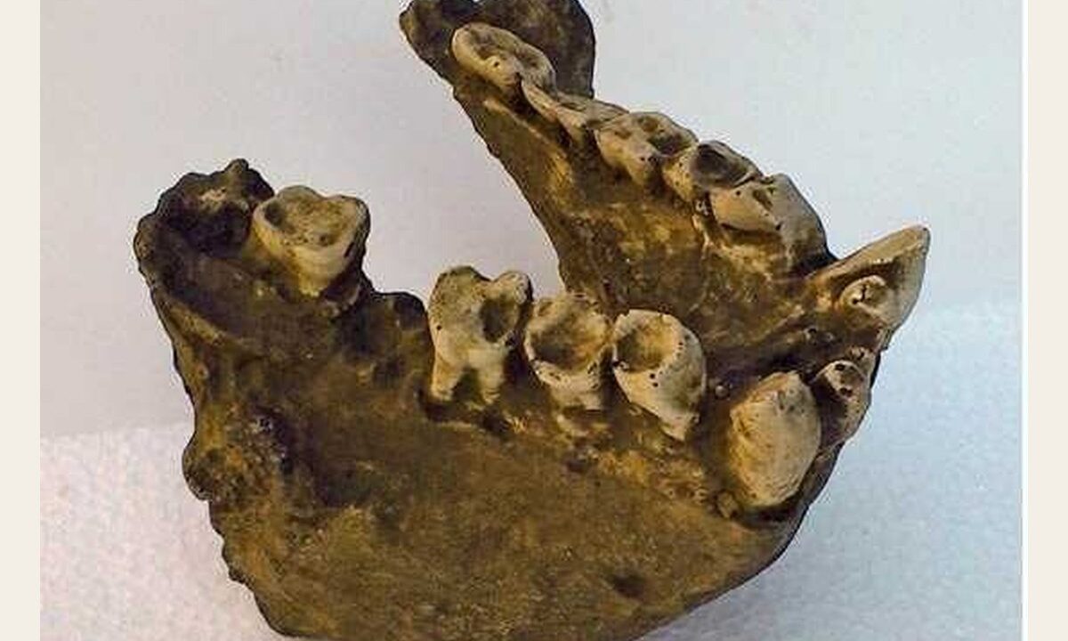 Moulage de Portion maxillaire Gigantopithecus blacki