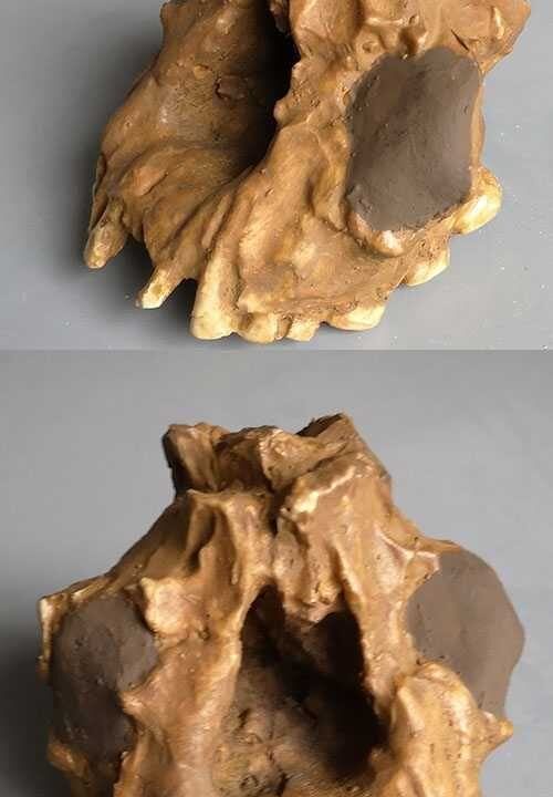 Moulage de Homo Habilis max sup