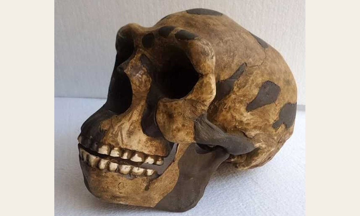 Moulage de Homo erectus pekinensis
