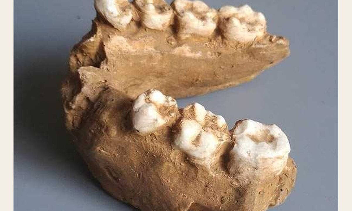 Moulage de mandibule partiel d’Homo rudolfensis