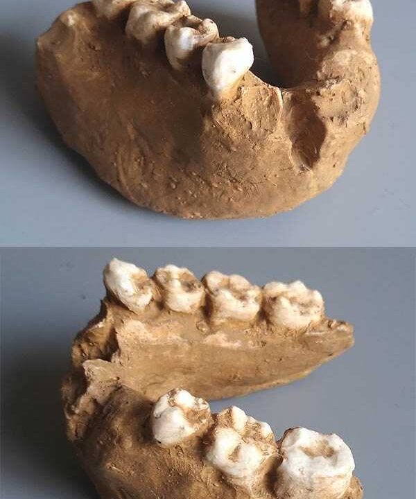 Moulage de mandibule partiel d’Homo rudolfensis