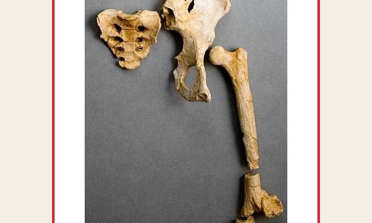 Moulage de set os Bassin Lucy
