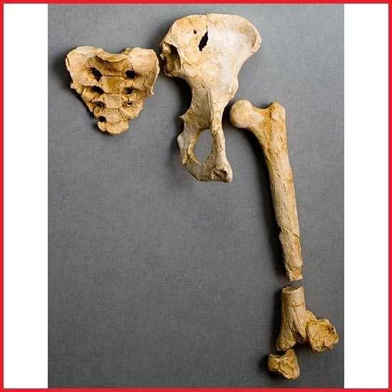 Moulage de set os Bassin Lucy