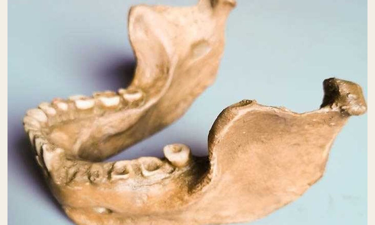Moulage de mandibule de Mauer Homo heidelbergensis