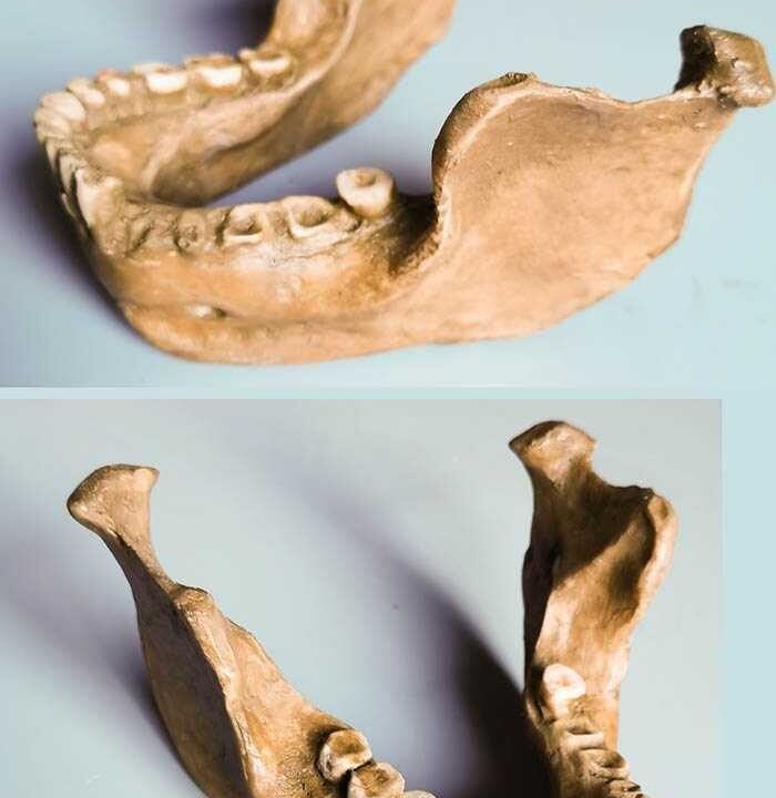 Moulage de mandibule de Mauer Homo heidelbergensis