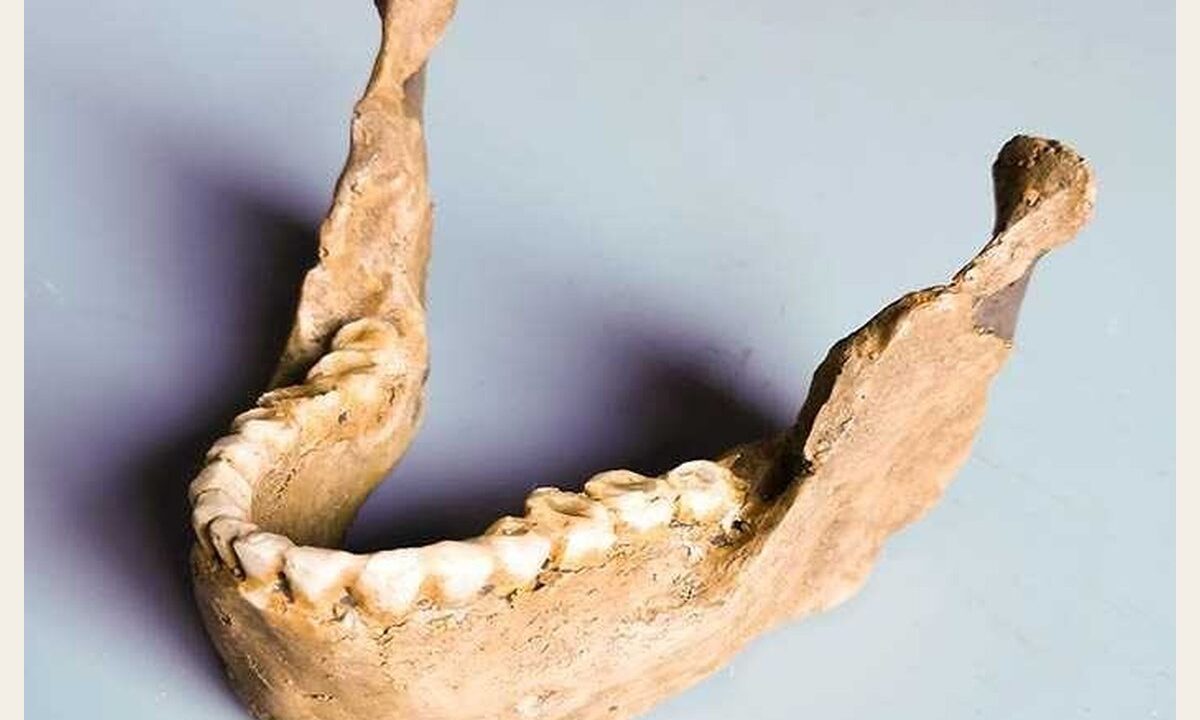 Moulage de Mandibule Homo sapiens