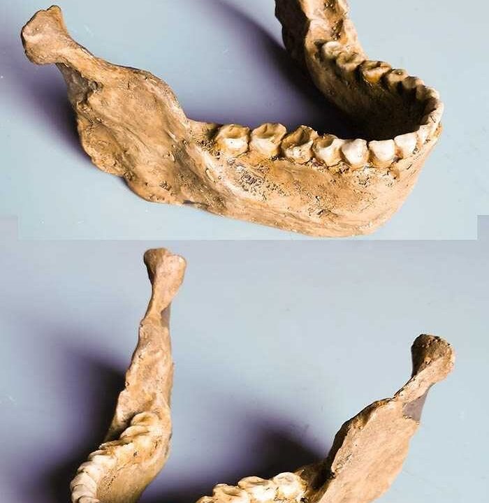 Moulage de Mandibule Homo sapiens