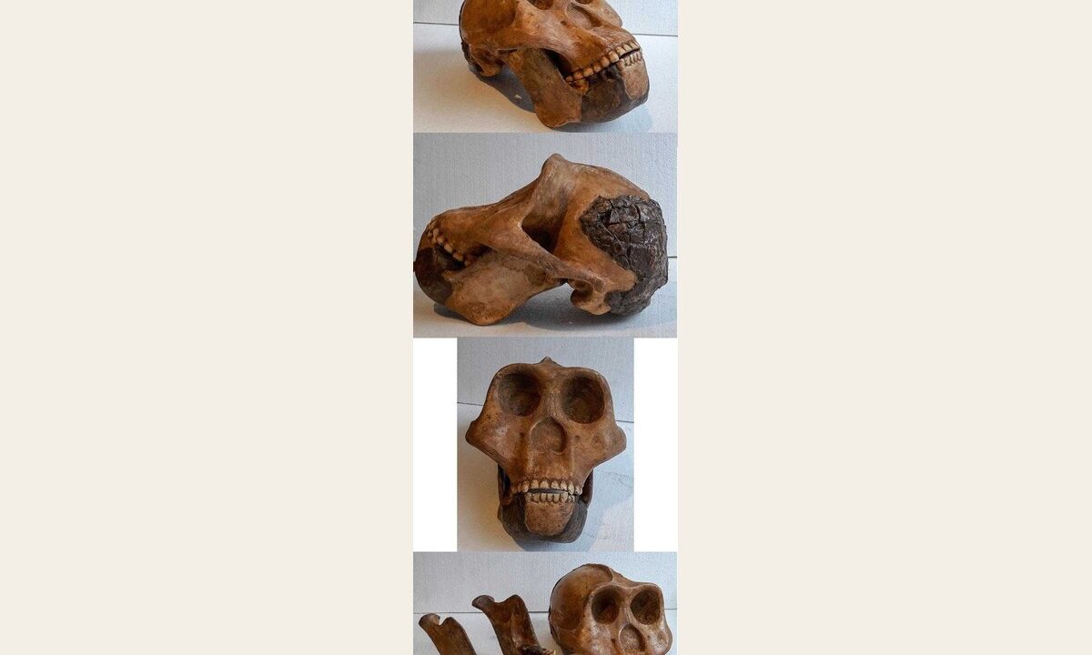 Moulage de Meganthropus palaeojavanicus