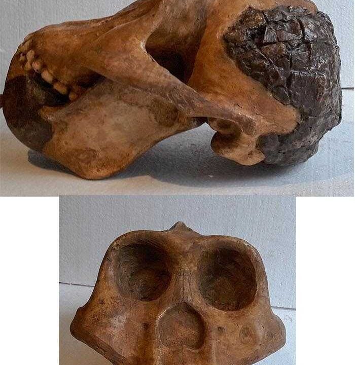 Moulage de Meganthropus palaeojavanicus