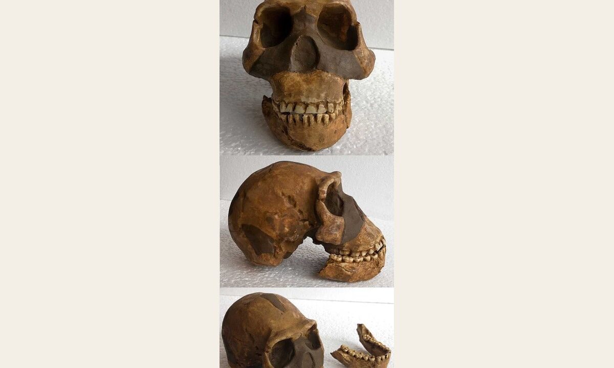 Moulage de _BONES set os Homo Naledi