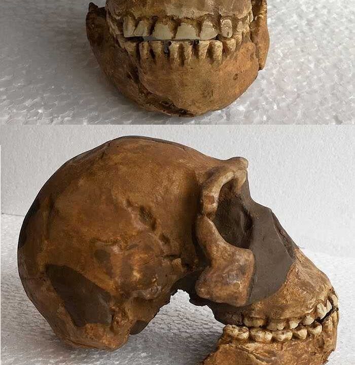 Moulage de _BONES set os Homo Naledi