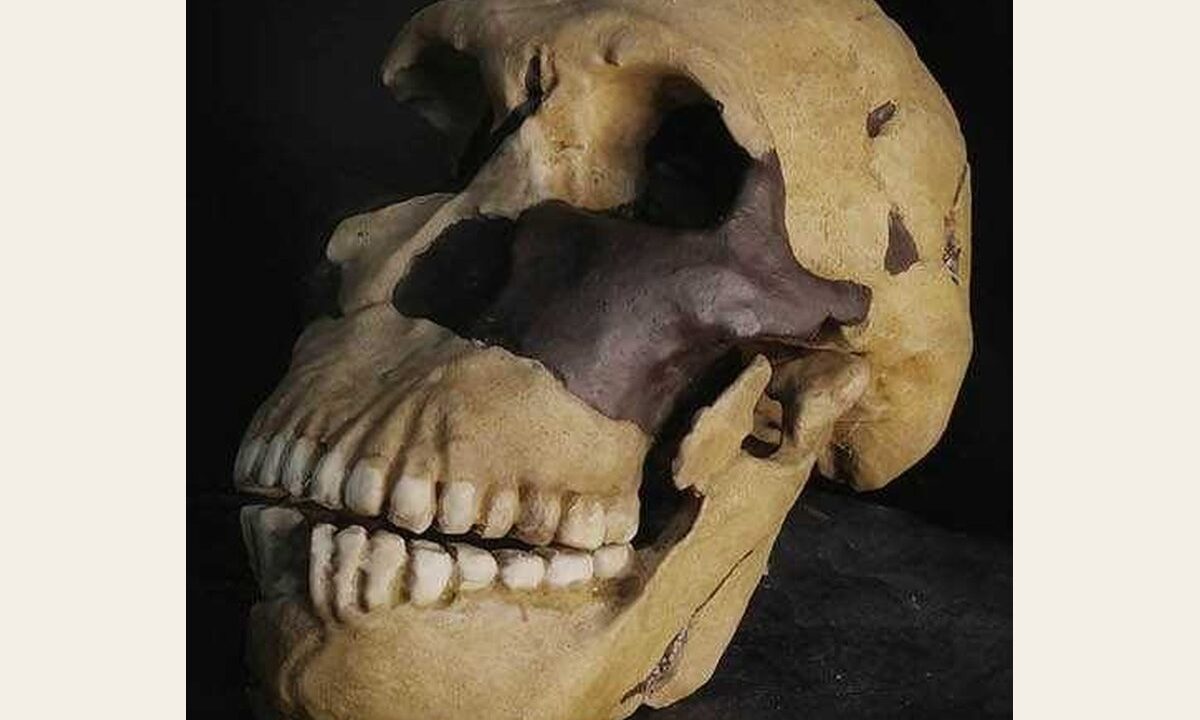 Moulage de Homo naledi LES1