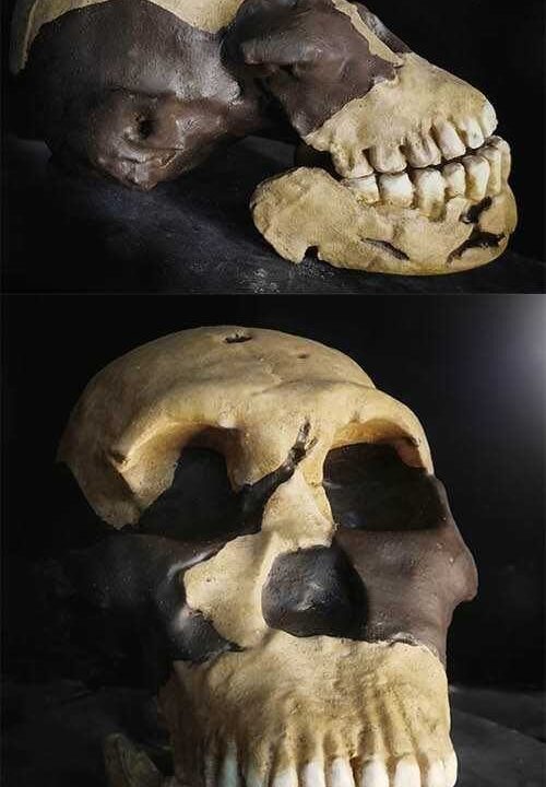 Moulage de Homo naledi LES1