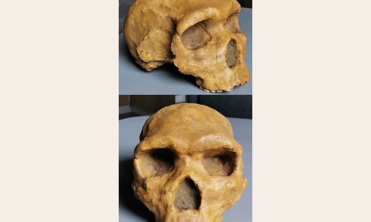 Moulage de Homo heidelbergensis