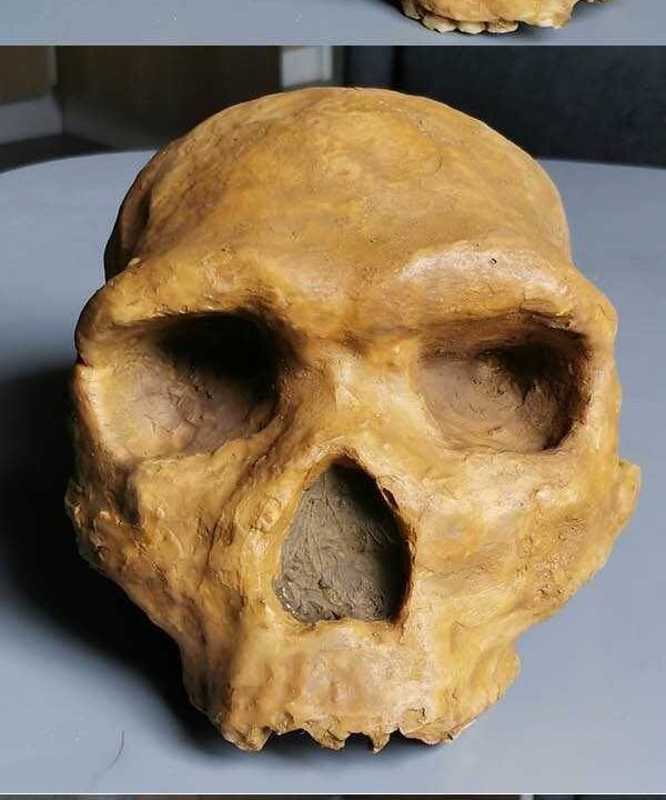 Moulage de Homo heidelbergensis
