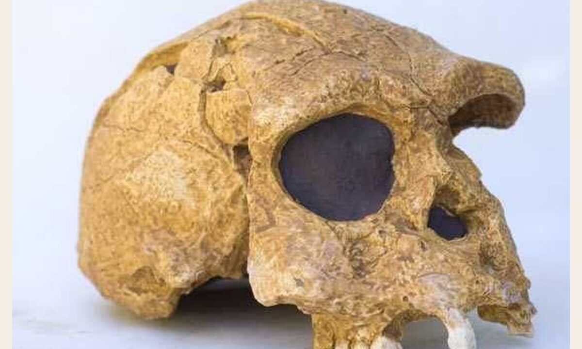 Moulage de Erectus Pithécanthrope de java