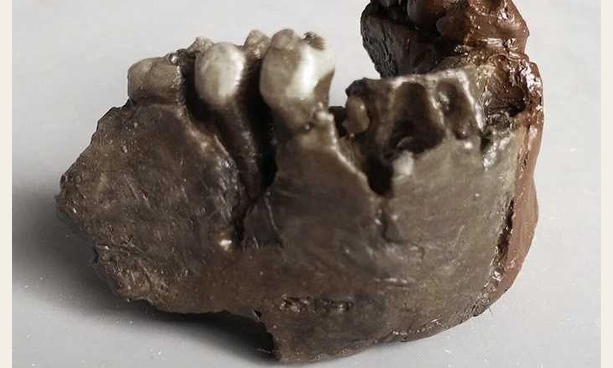 Moulage de Kenyanthropus platyops mandibule
