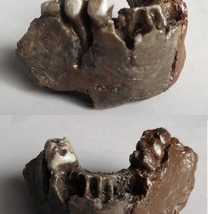 Moulage de Kenyanthropus platyops mandibule