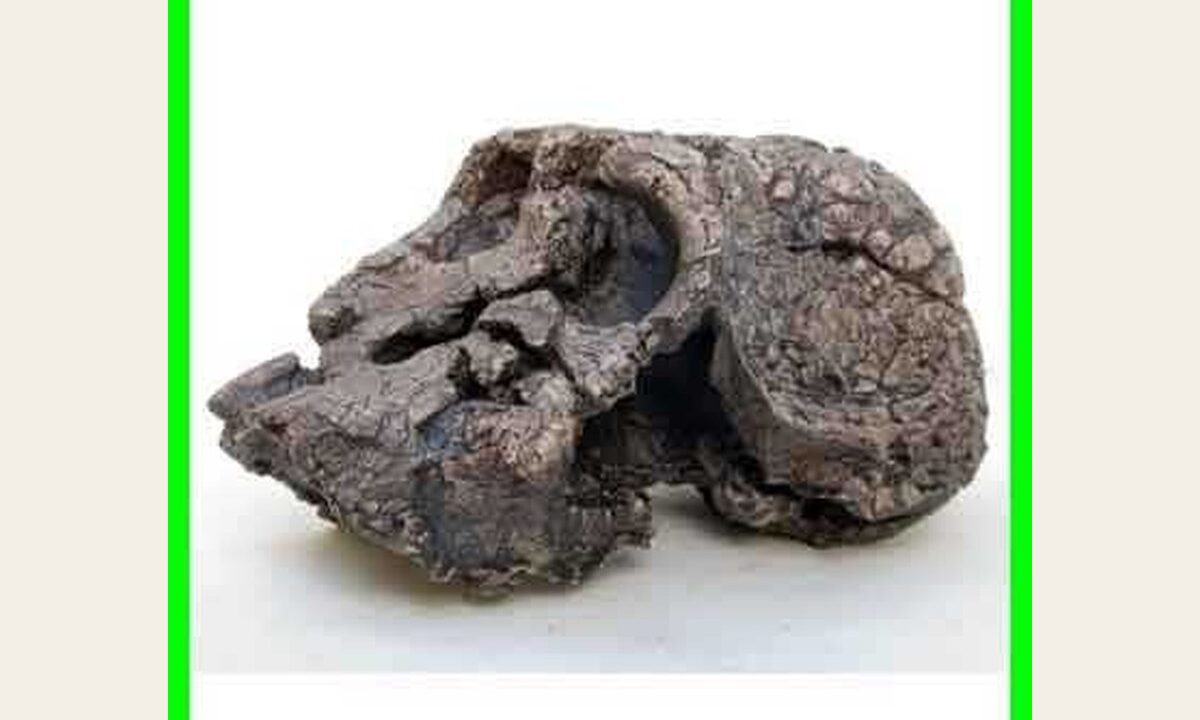 Moulage de Kenyanthropus platyops
