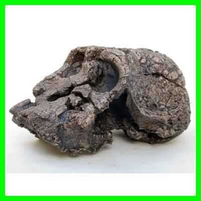 Moulage de Kenyanthropus platyops