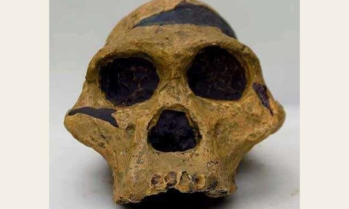 Moulage de Australopithecus Africanus Ples