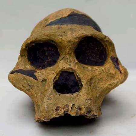 Moulage de Australopithecus Africanus Ples