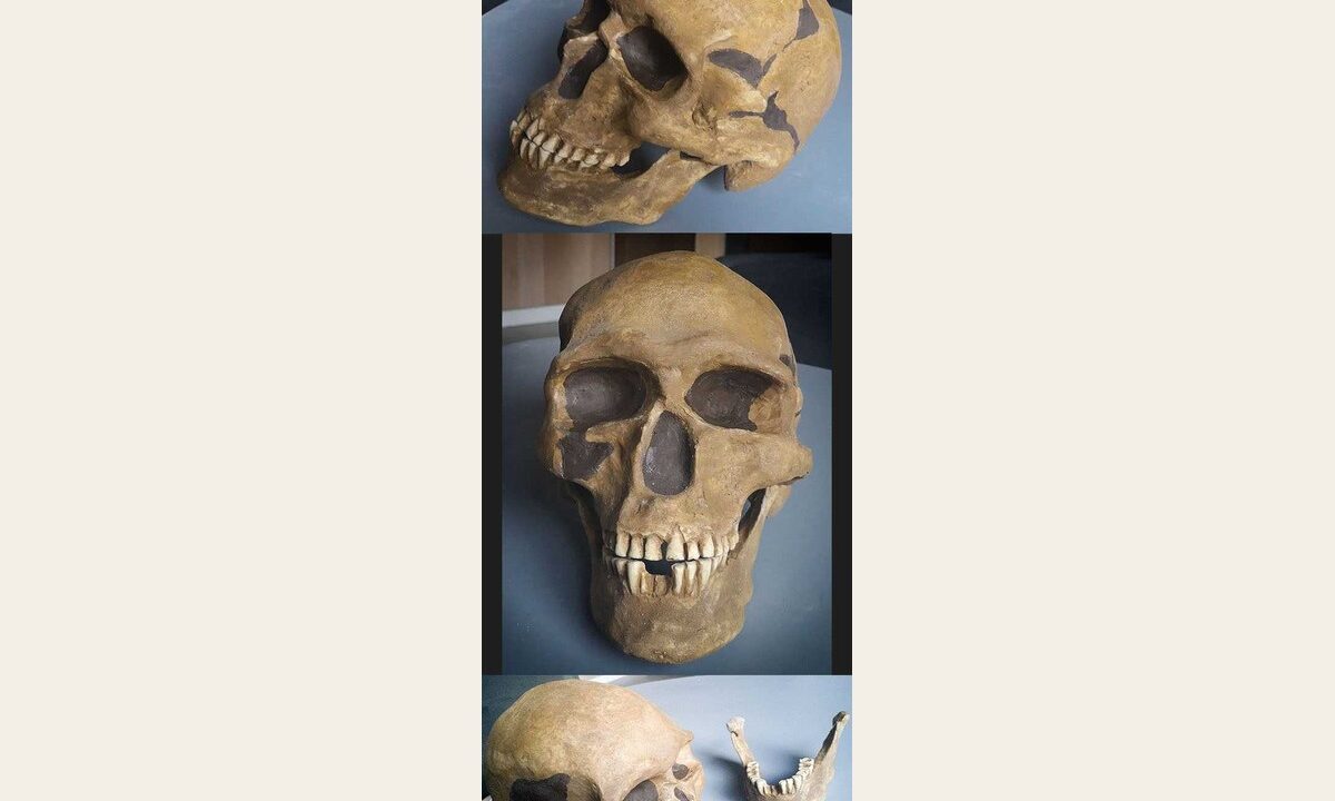 Moulage de Homo sapiens PREDMOSTI 3