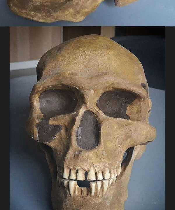 Moulage de Homo sapiens PREDMOSTI 3