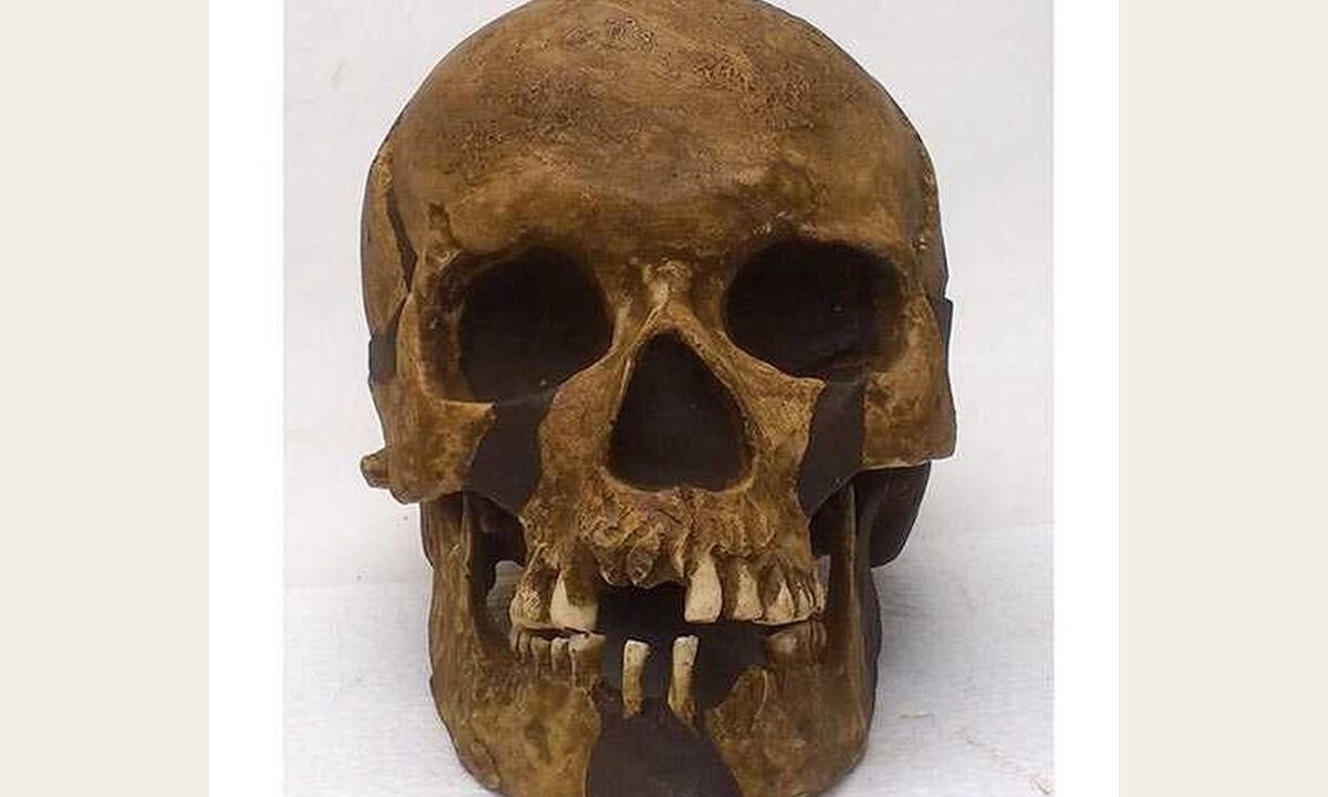 Moulage de Homo sapiens PREDMOSTI 4