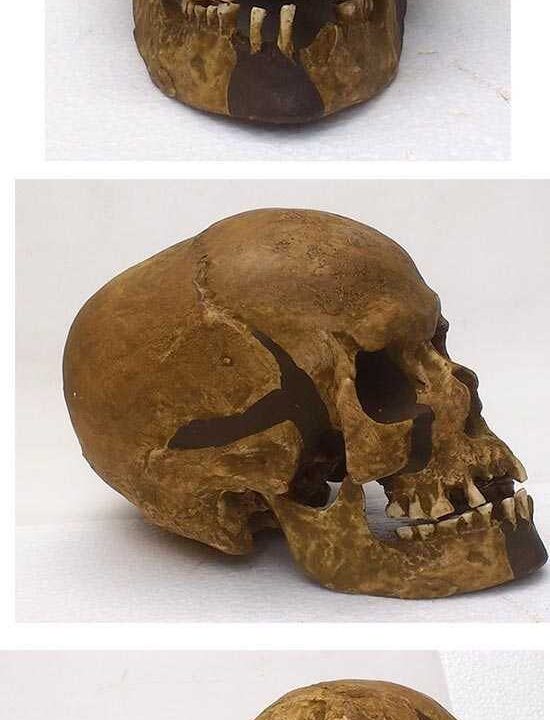 Moulage de Homo sapiens PREDMOSTI 4