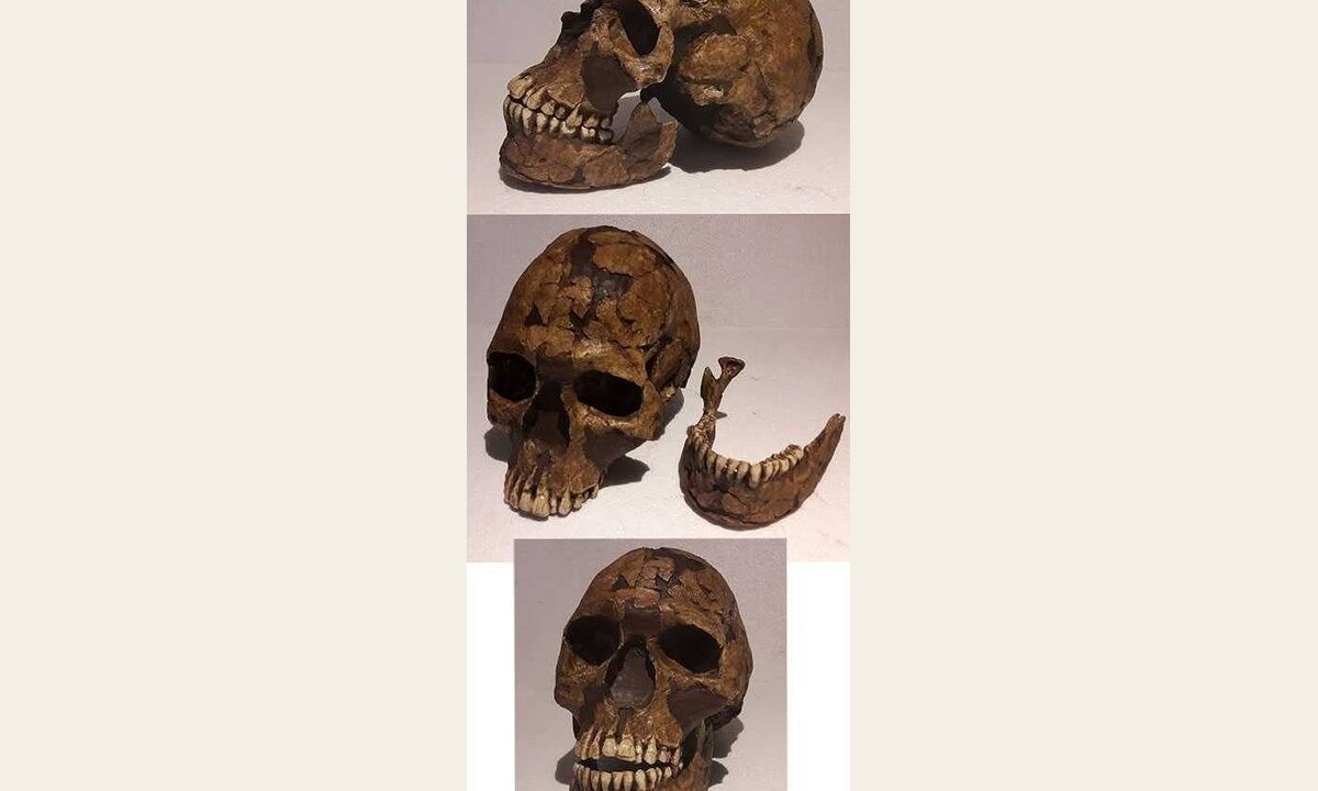 Moulage de Qafzeh 9 Sapiens archaîque
