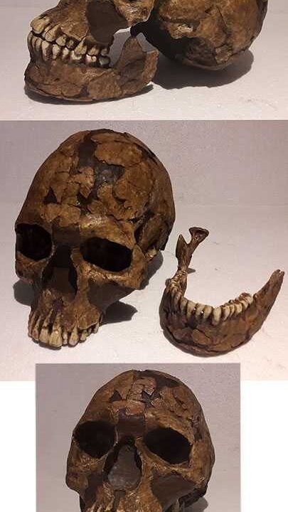 Moulage de Qafzeh 9 Sapiens archaîque
